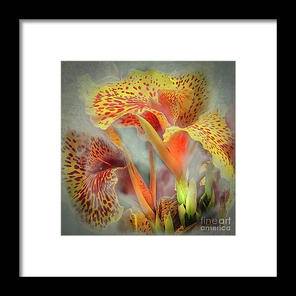 Lily Framed Print featuring the photograph Lily In The Fog by Barry Weiss