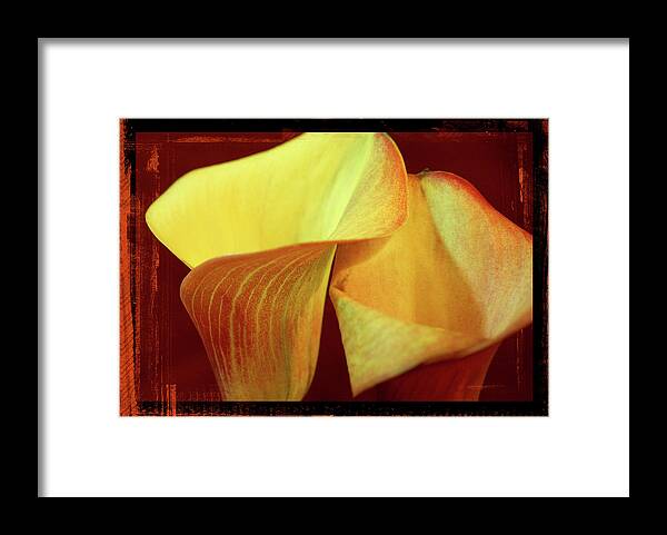 Calla Lily Framed Print featuring the photograph Lily Love by Francine Collier