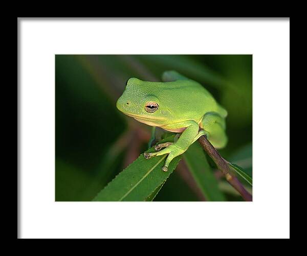 Frog Framed Print featuring the photograph Lime Light Lounger by Art Cole