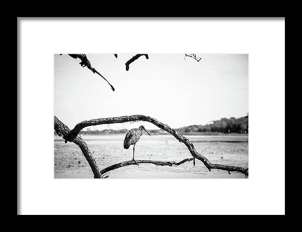 Nature Framed Print featuring the photograph Limpkin by Joe Leone