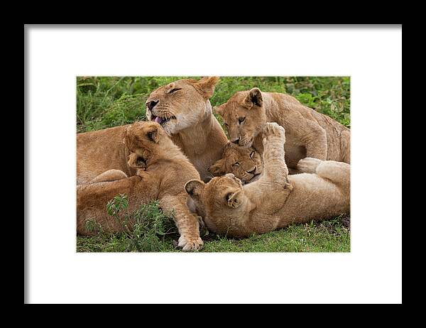 Vertebrate Framed Print featuring the photograph Lion And Cubs Playing In The Serengeti by Mint Images - Art Wolfe