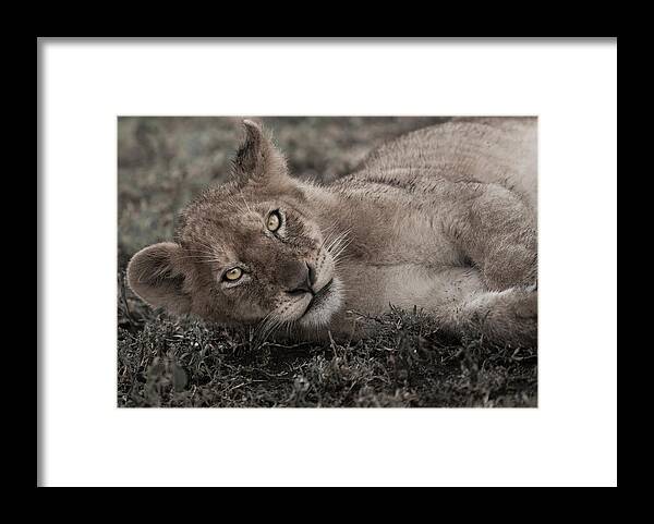 Scenics Framed Print featuring the photograph Lion Cub Lying On The Ground In The by Mint Images - Art Wolfe