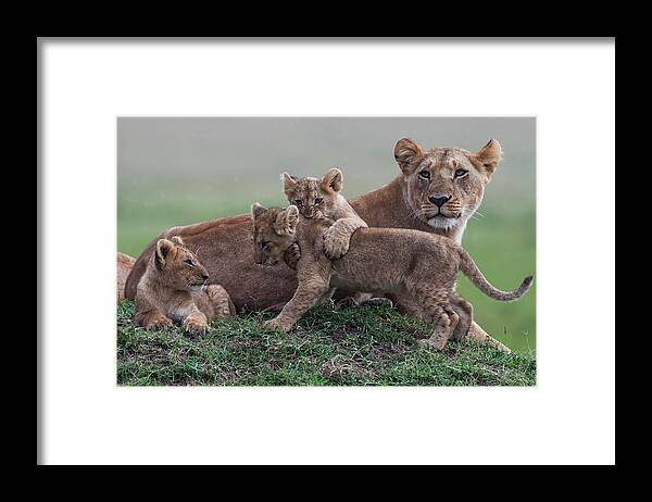 Kenya Framed Print featuring the photograph Lion Cubs Playing On Mound With Mother by Manoj Shah