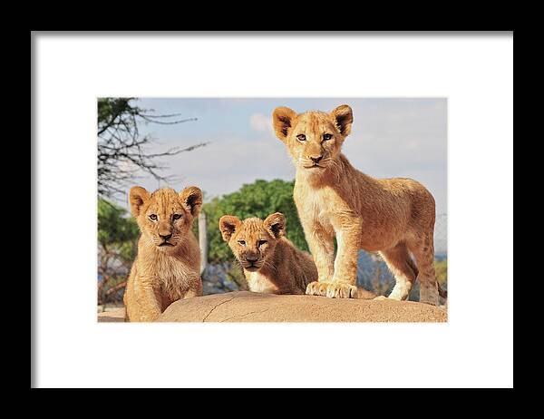 Animal Themes Framed Print featuring the photograph Lion Cubs by Walter Stein