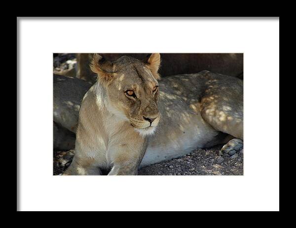  Framed Print featuring the photograph Lion by Eric Pengelly