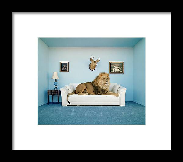 Pets Framed Print featuring the photograph Lion Lying On Couch, Side View by Matthias Clamer