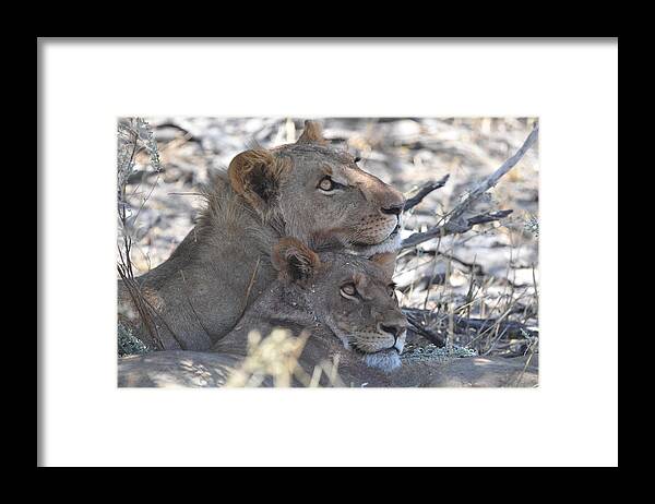 Lion Framed Print featuring the photograph Lion Pair by Ben Foster