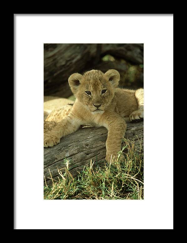 Kenya Framed Print featuring the photograph Lion Panthera Leo 6 Week Old Cub by Adam Jones