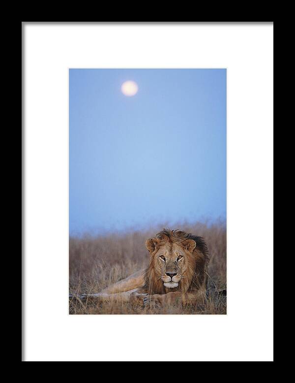Kenya Framed Print featuring the photograph Lion Panthera Leo Resting In Grass by Paul Souders