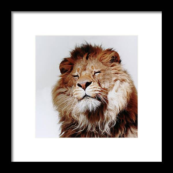 White Background Framed Print featuring the photograph Lion With Eyes Closed by Gk Hart/vicky Hart