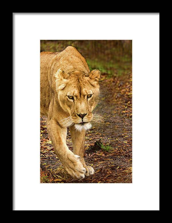 Lioness Framed Print featuring the photograph Lioness #2 by Minnie Gallman