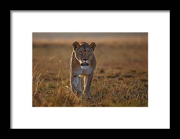 Africa Framed Print featuring the photograph Lioness On The Prowl by Xavier Ortega
