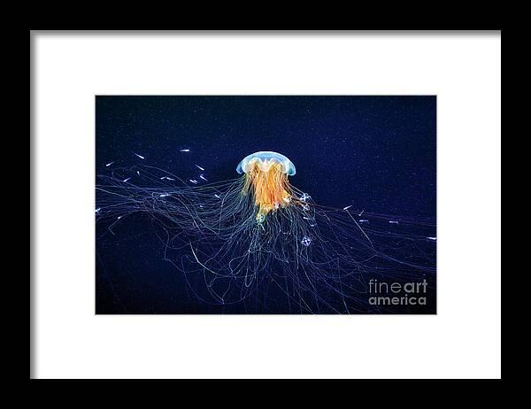 Cyanea Capillata Framed Print featuring the photograph Lion's Mane Jellyfish And Young Fish by Alexander Semenov/science Photo Library