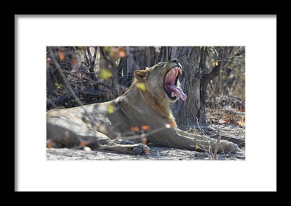 Lion Framed Print featuring the photograph Lion's Yawn by Ben Foster
