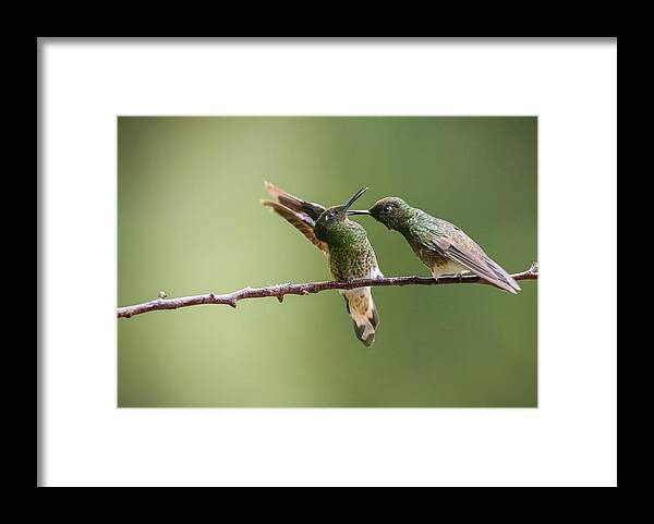 Wildlife Framed Print featuring the photograph Lisent To Me by Eugene Zhu