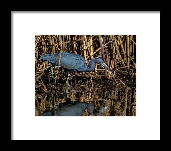 2019 Framed Print featuring the photograph Little Blue Fishing by Ray Silva