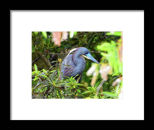 Little Blue Heron Framed Print featuring the photograph Little Blue Heron by Scott Cameron