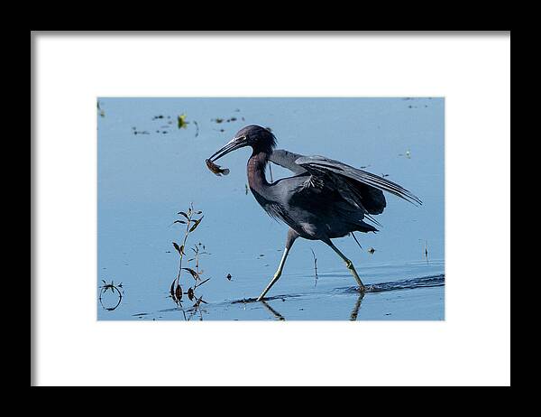 Little Blue Heron Framed Print featuring the photograph Little Blue Heron with Fish by Ken Stampfer