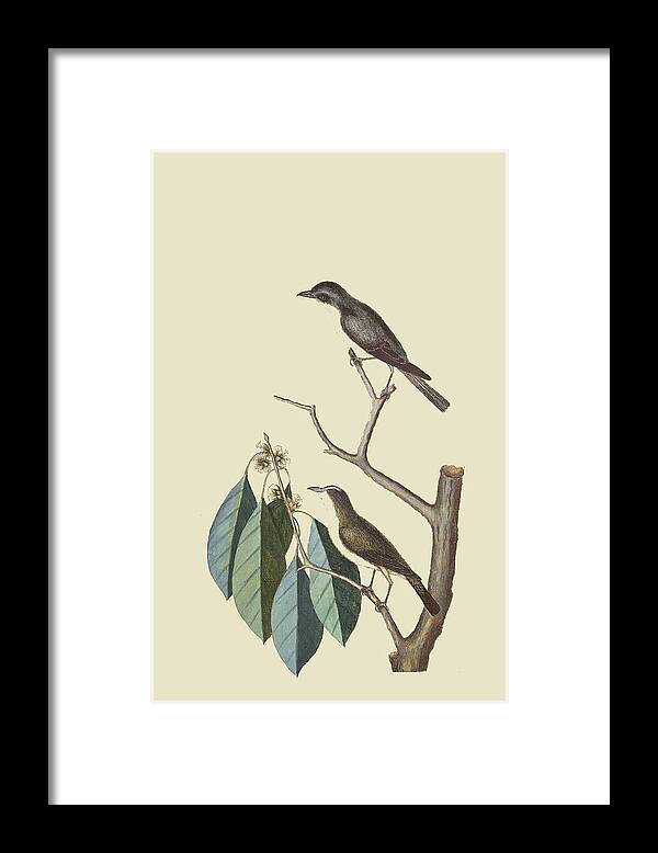 Flycatcher Framed Print featuring the painting Little Brown Flycatcher by Mark Catesby