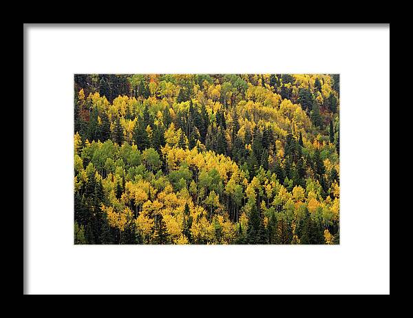  Framed Print featuring the photograph Little Cottonwood Fall Color - Alta, Utah by Brett Pelletier