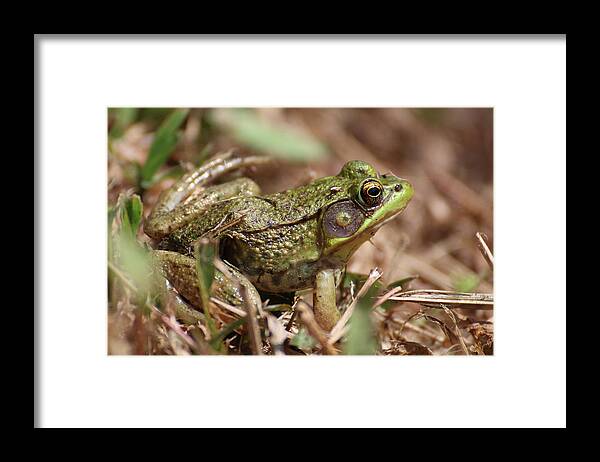 Frog Framed Print featuring the photograph Little Green Frog by William Selander