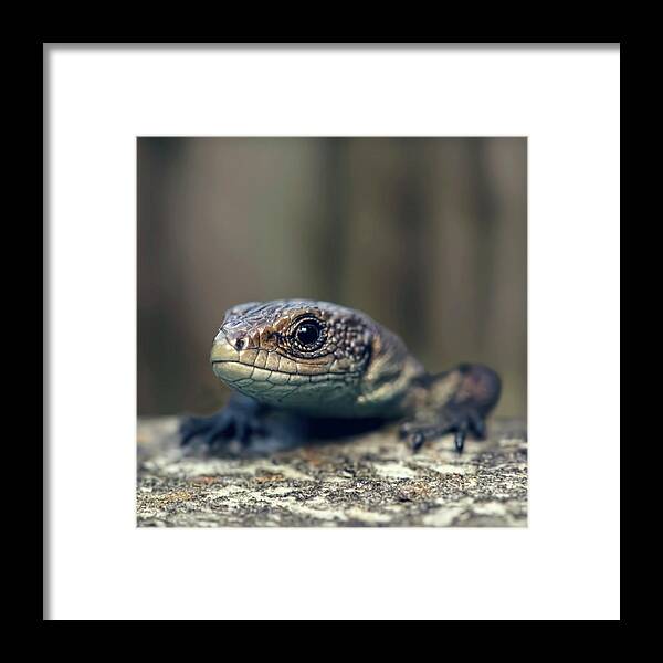 Animal Themes Framed Print featuring the photograph Little Lizard Climbing Over Wall, York by Blackcatphotos