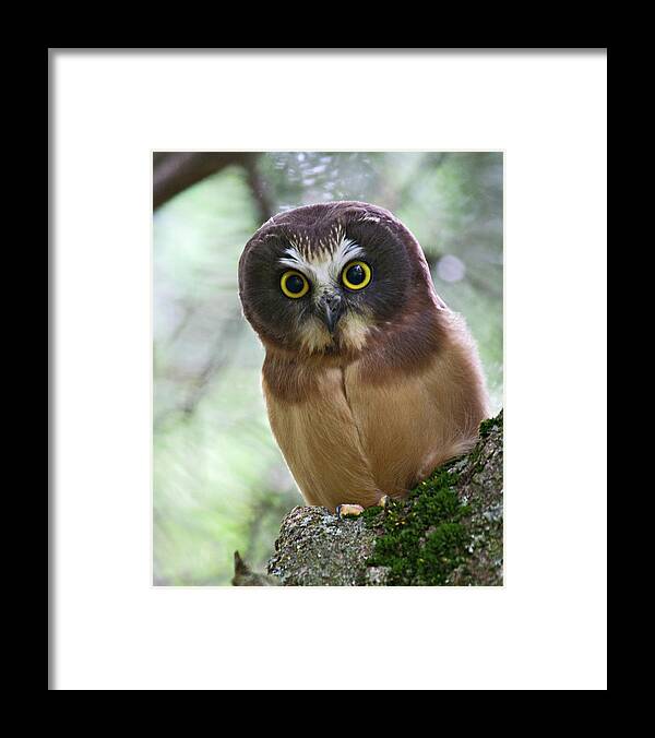 Birds Framed Print featuring the photograph Little Owl by Wesley Aston