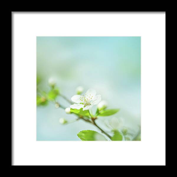 Easter Framed Print featuring the photograph Little Plum Blossom On A Plum Tree by Jeja