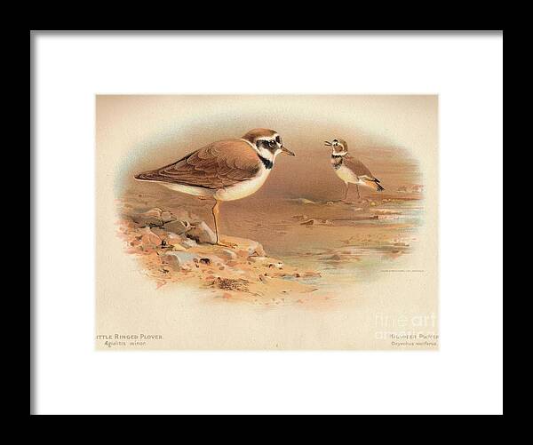 Plover Framed Print featuring the drawing Little Ringed Plover Aegialitis Minor by Print Collector
