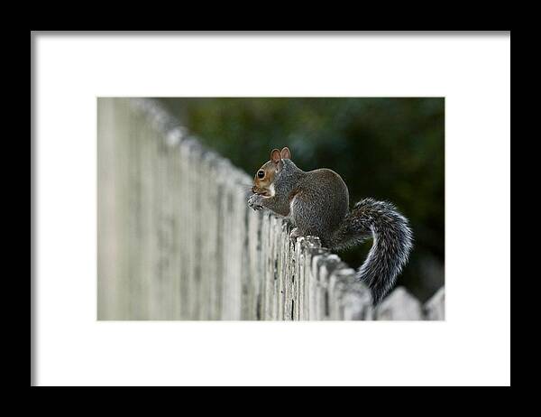 Squirrel Framed Print featuring the photograph Little Squirrel at the End of the Day by Rachel Morrison