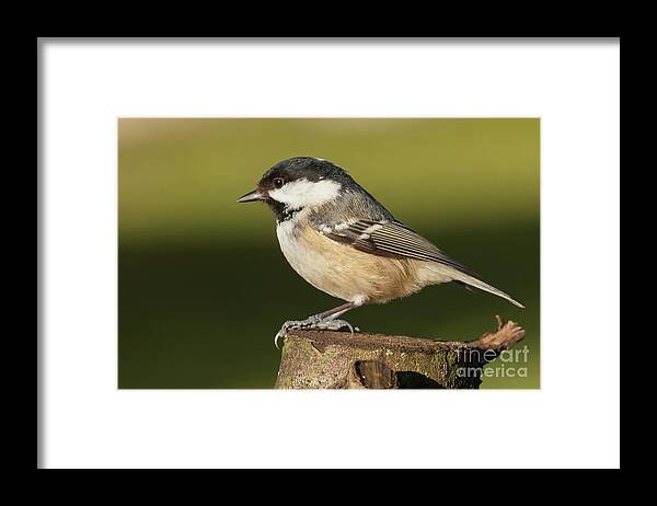 Log Framed Print featuring the photograph Little wild coal tit on a log cose up by Simon Bratt