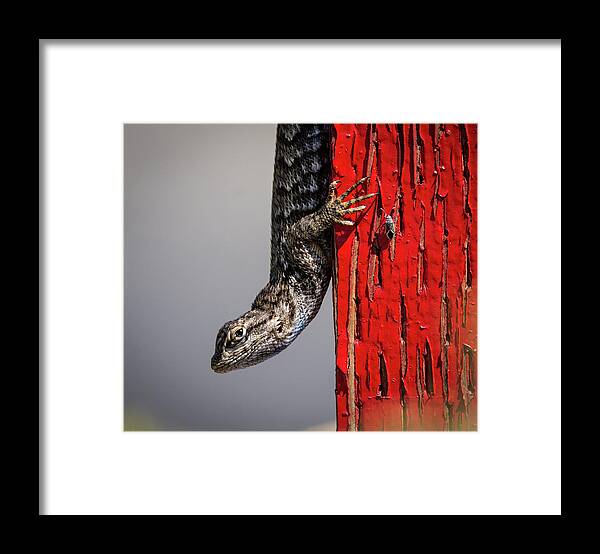 Lizard Framed Print featuring the photograph Lizard on Red by Rick Mosher