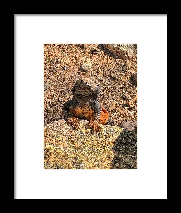 Lizard Framed Print featuring the photograph Lizard Portrait by Anthony Giammarino