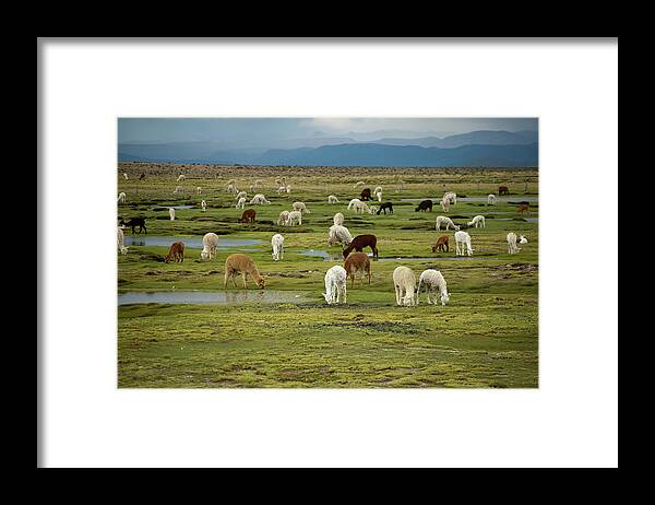 Grass Framed Print featuring the photograph Llamas Grazing Near Colca Canyon by Pearl Vas