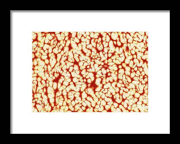 Tendon Framed Print featuring the photograph Lm Of Cross Section Through Human Tendon by Astrid & Hanns-frieder Michler/science Photo Library