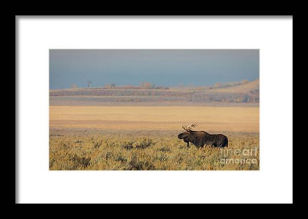 Lone Bull Moose Looking For Love Framed Print featuring the photograph Lone Bull Moose Looking For Love by Doug Sturgess
