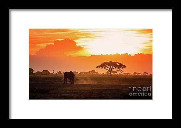 Sunset Framed Print featuring the photograph Lone elephant walking through Amboseli at sunset by Jane Rix