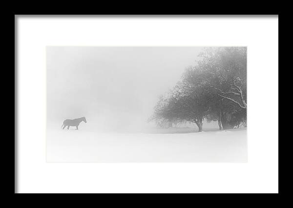Snow Framed Print featuring the photograph Lone Horse by Tomer Eliash
