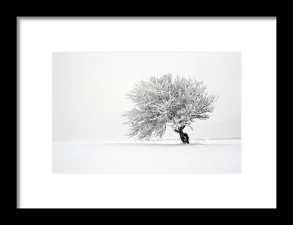 Scenics Framed Print featuring the photograph Lone Tree In Snow Covered Field by Mandarinetree