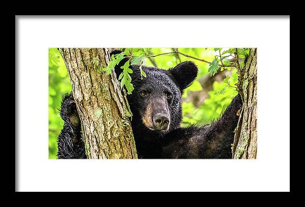 Yearling Framed Print featuring the photograph Lonely Boy by Marcy Wielfaert
