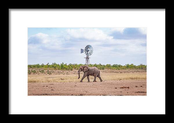 Elephant Framed Print featuring the photograph Lonely Bull by Hamish Mitchell