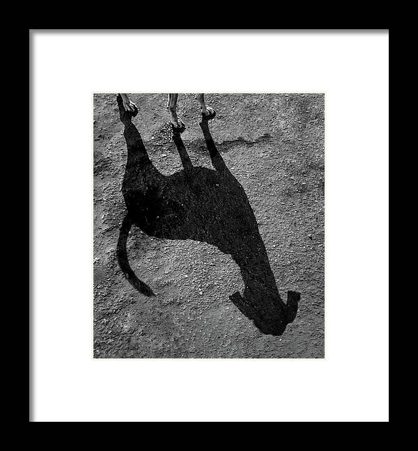 Dogs Framed Print featuring the photograph Long Dog Shadow by Prakash Ghai