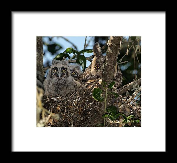 Owl Framed Print featuring the photograph Long-eared Owl and Owlets by Mike Long
