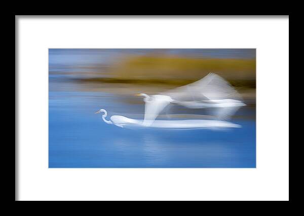 Animal Framed Print featuring the photograph Long Exp Egret #3 by Siyu And Wei Photography