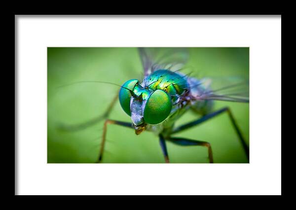 Insect Framed Print featuring the photograph Long Legged Green Fly by Albert Photo