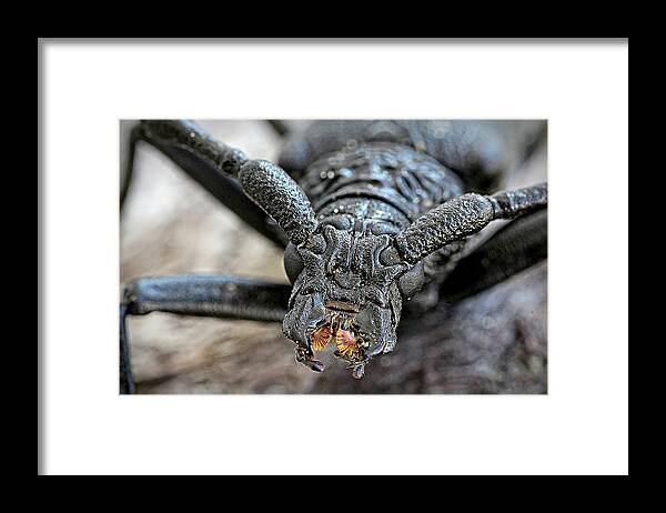 Longhorn Beetle Framed Print featuring the photograph Longhorn Beetle by Martin Smith