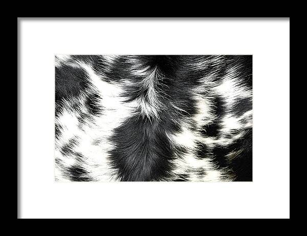 Fort Worth Framed Print featuring the photograph Longhorn Cattle Fur Hair Designs by David Kozlowski