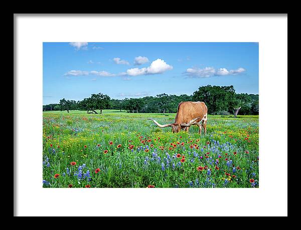 Texas Wildflowers Framed Print featuring the photograph Longhorn In Bluebonnets by Johnny Boyd