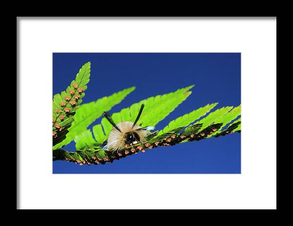 Caterpillar Framed Print featuring the photograph Look No Touch by Tammy Schneider