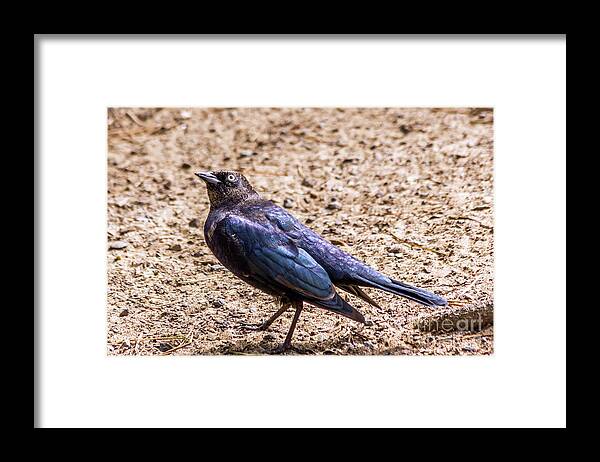 Brewer's Blackbird Framed Print featuring the photograph Look Up by Kate Brown